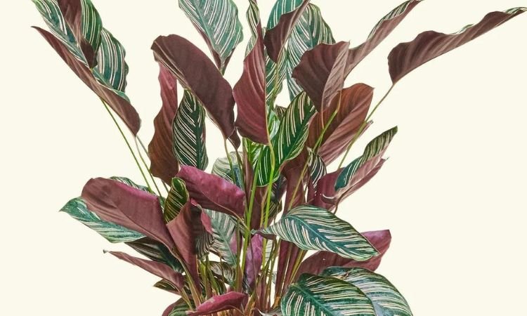 calathea-pinstrip-4